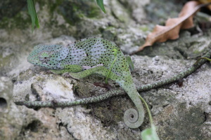 Flapnecked Cameleon